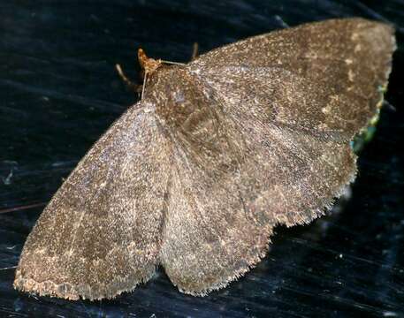 Image of Calesia xanthognatha Hampson 1926