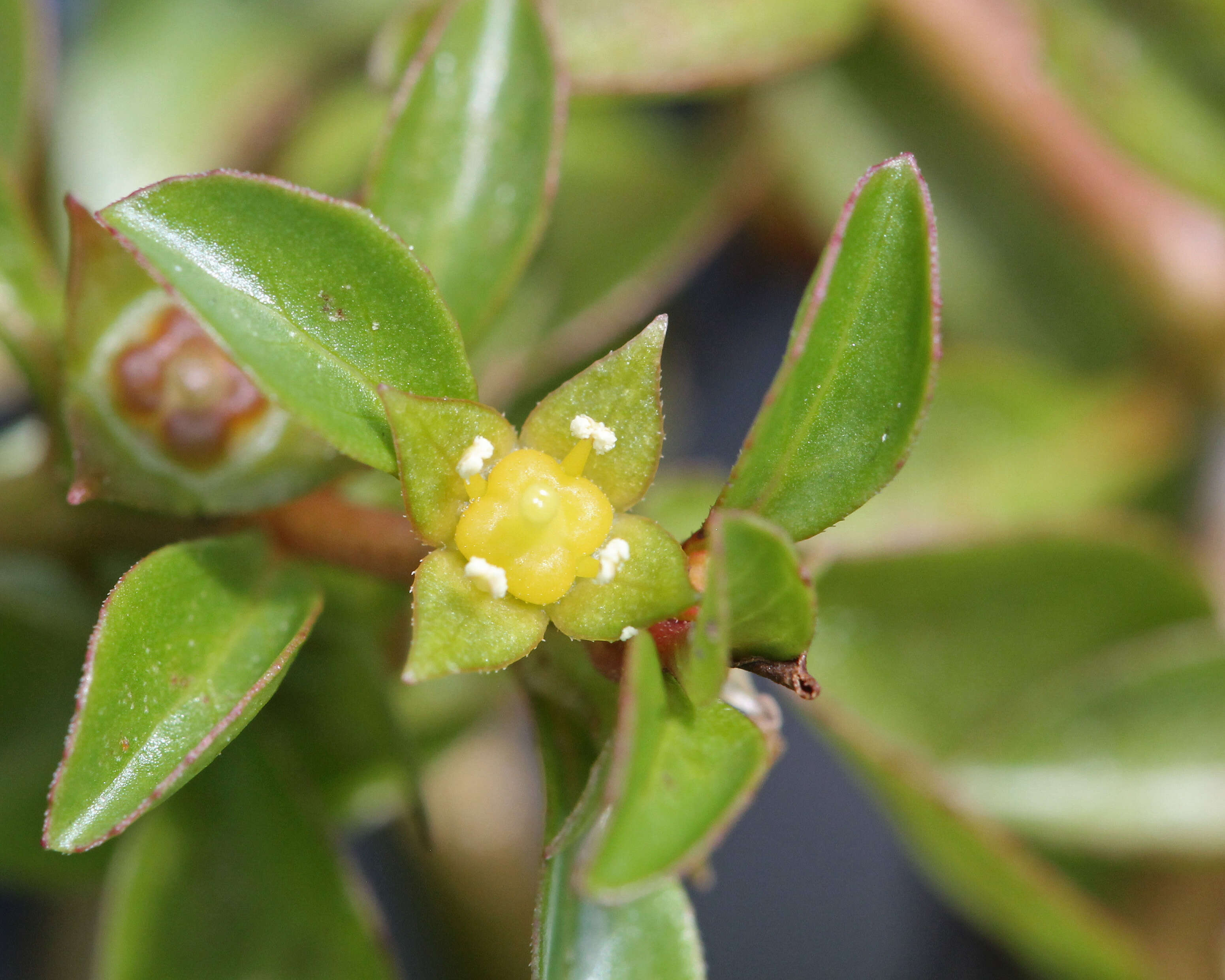 Image of creeping primrose-willow