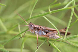 Orphulella pelidna (Burmeister & H. 1838) resmi