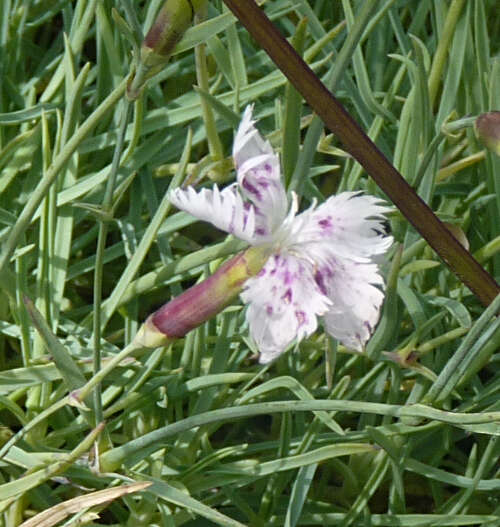 Sivun Dianthus spiculifolius Schur kuva