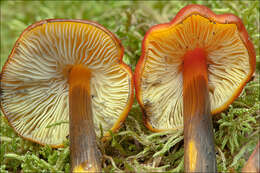 Image de Hygrophore conique