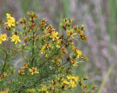 Image of peelbark St. Johnswort