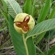 صورة Annona crotonifolia Mart.