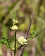 Image of clustered bushmint