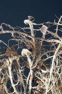 Image of witch's hair lichen