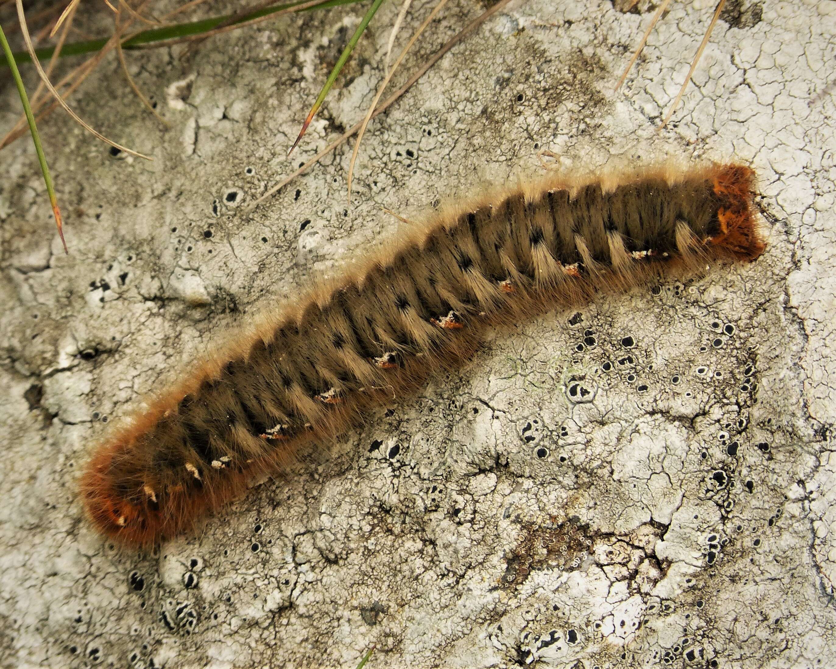 Image de bombyx du chêne