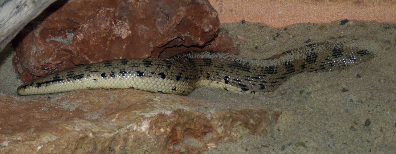 Image of Desert Sand Boa