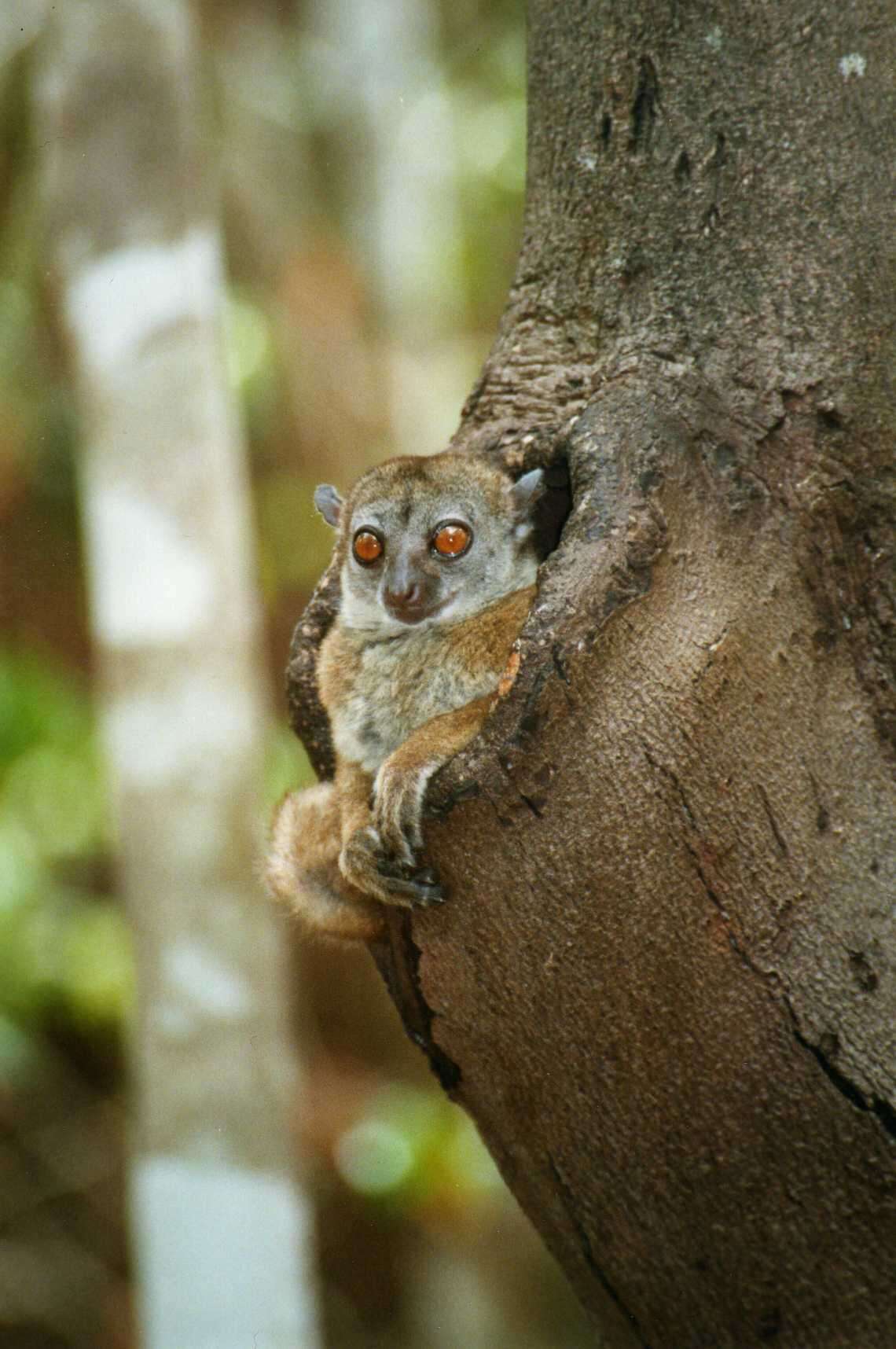 Image of Ankarana Sportive Lemur