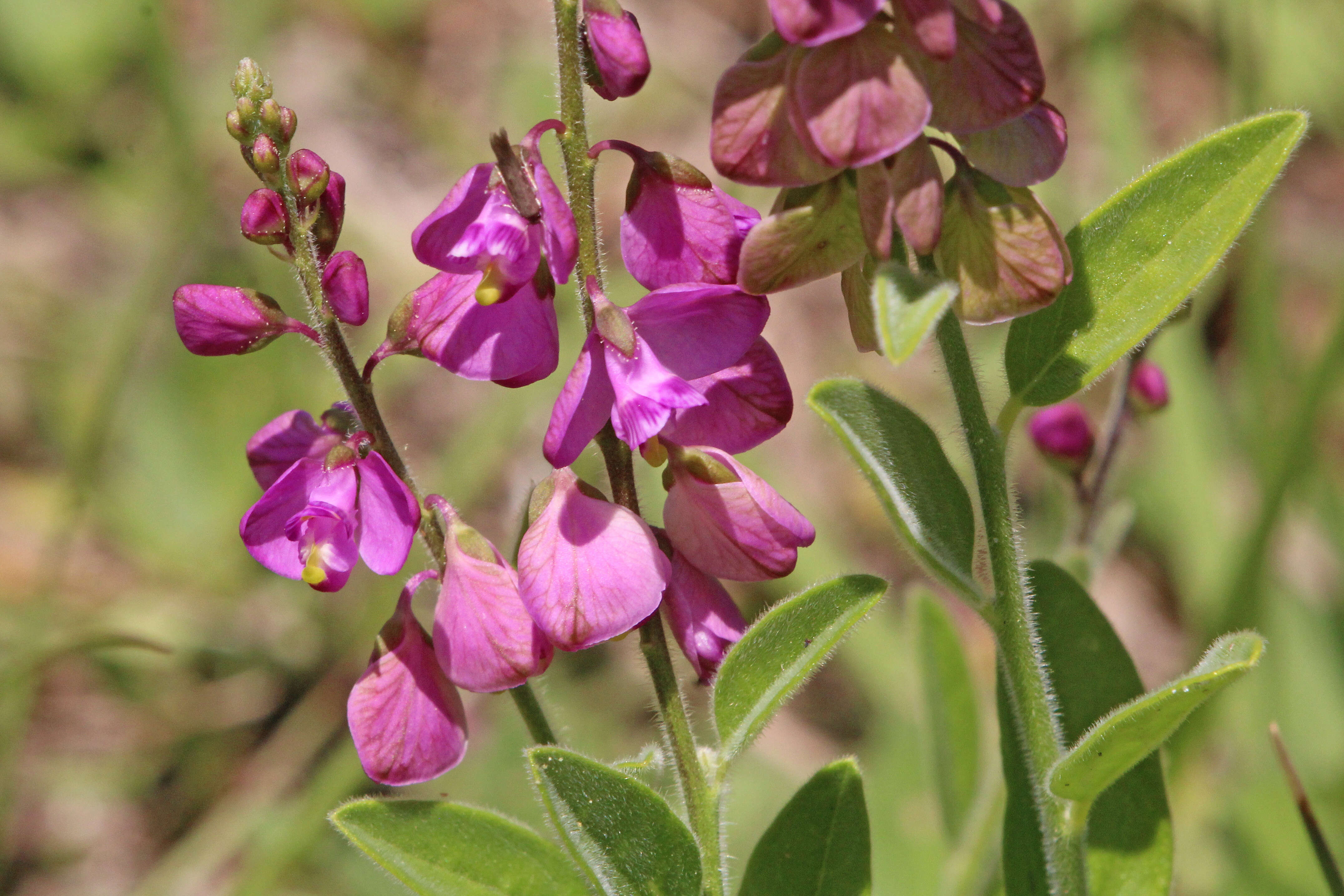 Image of showy milkwort