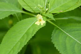 Image of small balsam