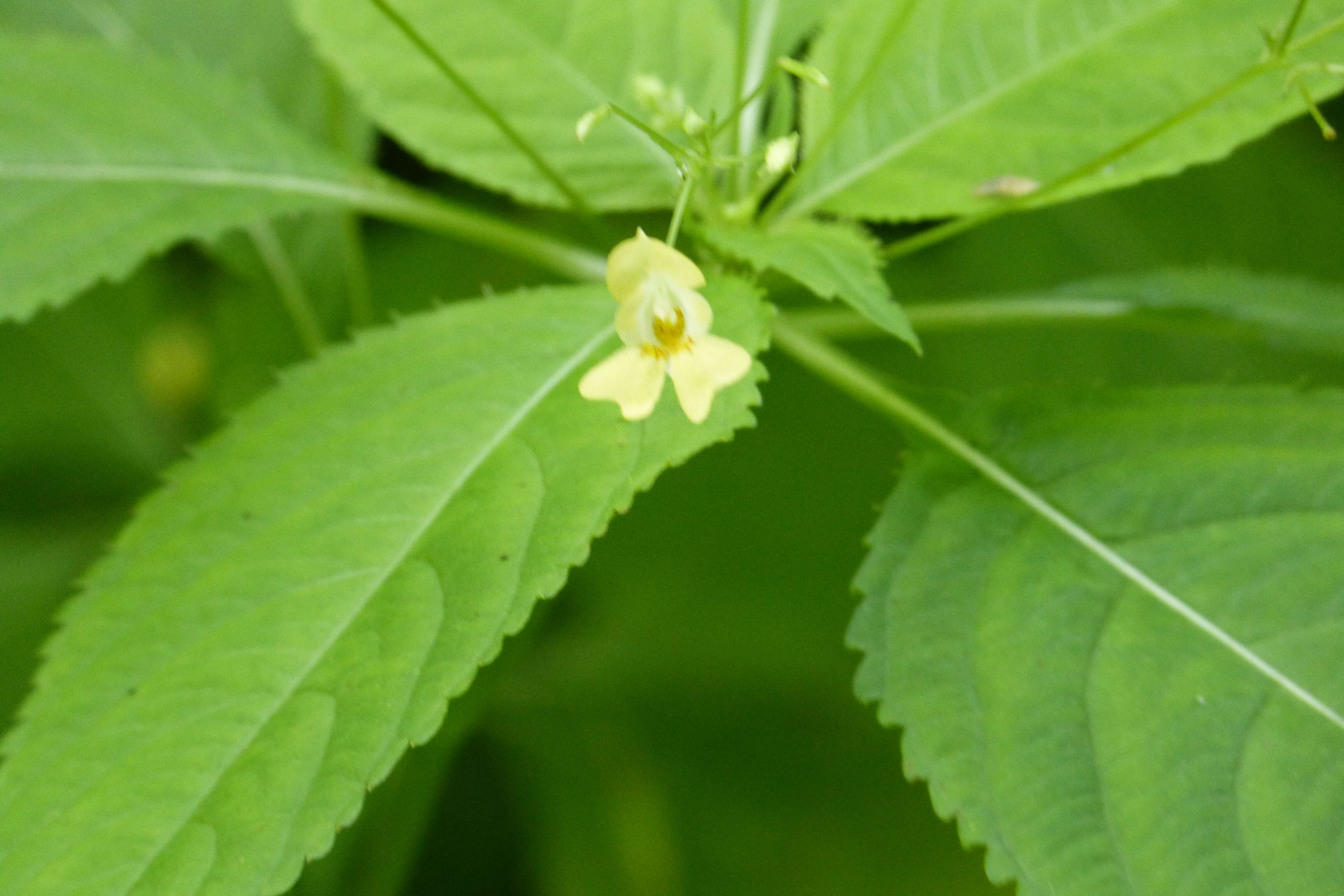 Impatiens parviflora DC. resmi