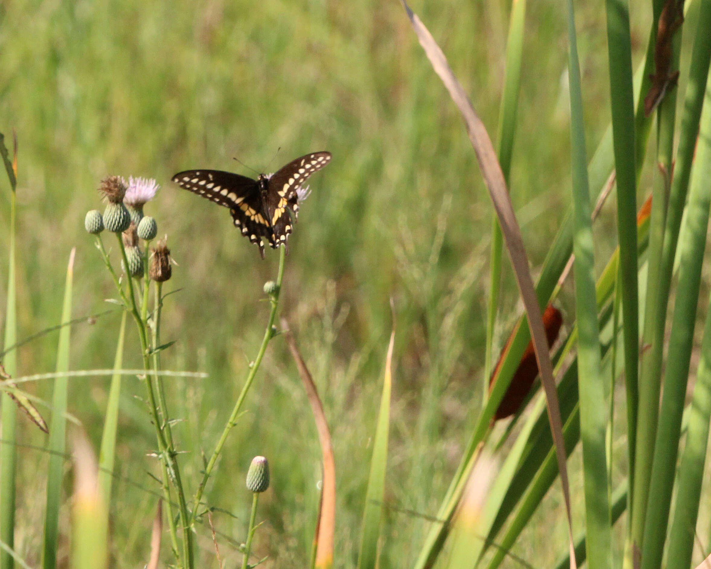 Image of Black Swallowtail