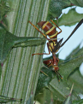 Image de Climaciella brunnea (Say ex Keating 1824)