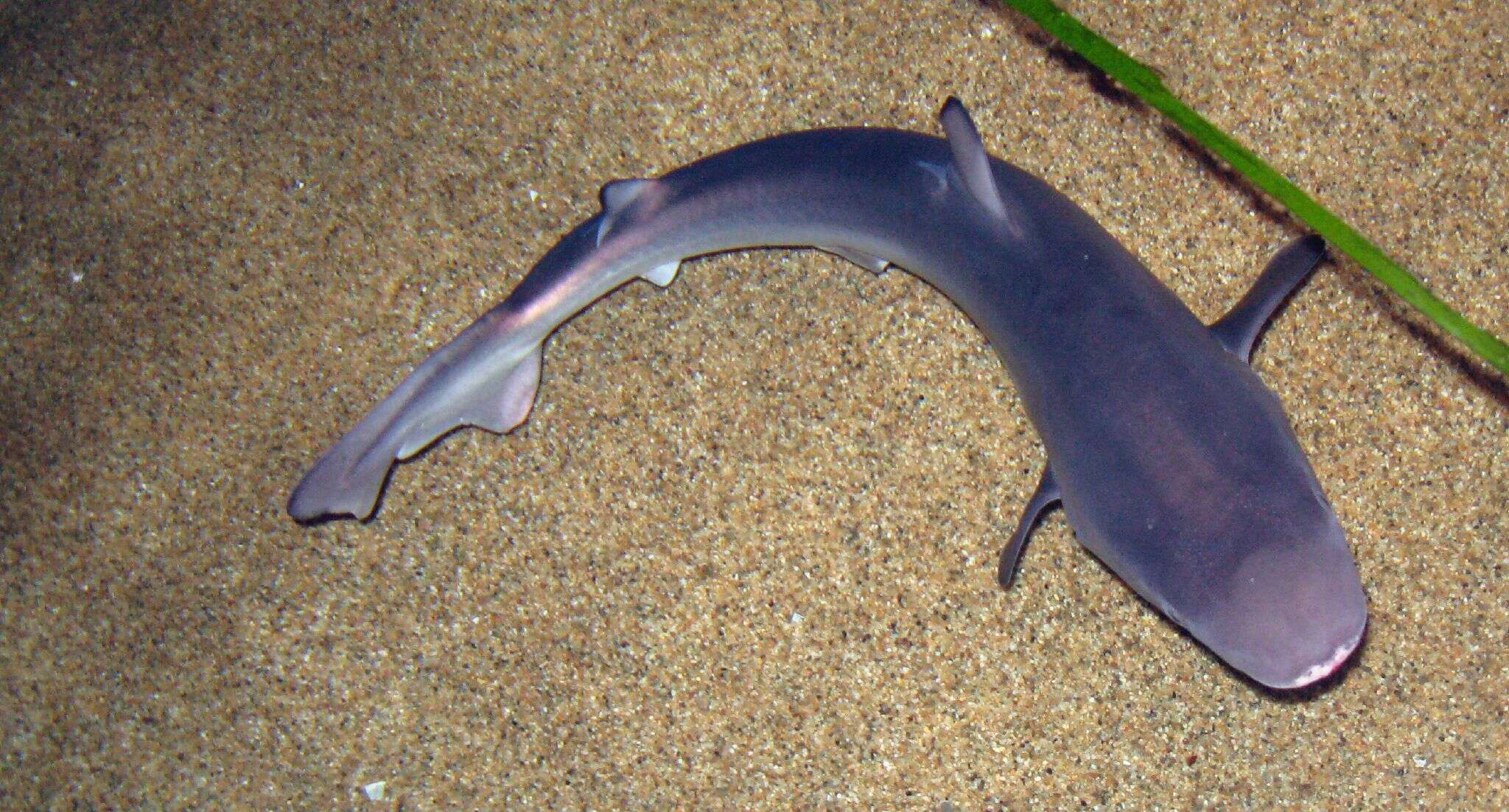 Image of Gray Smooth-hound