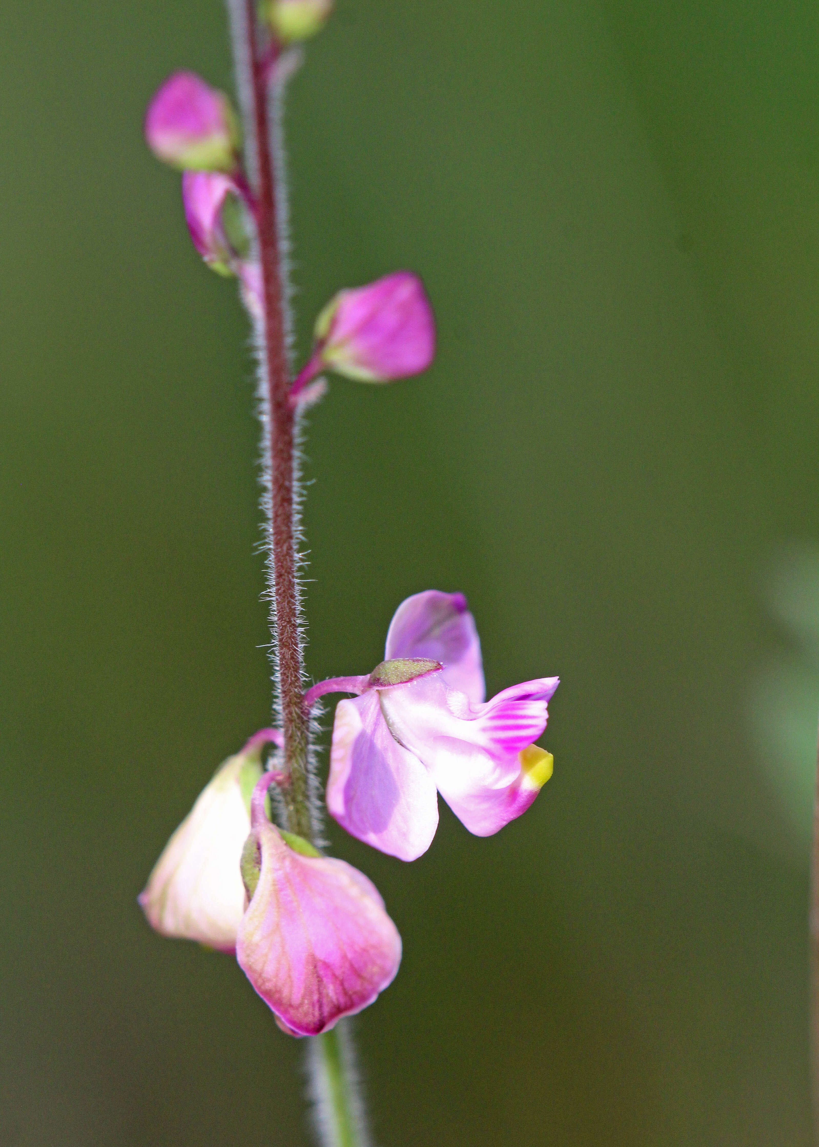 Image of showy milkwort