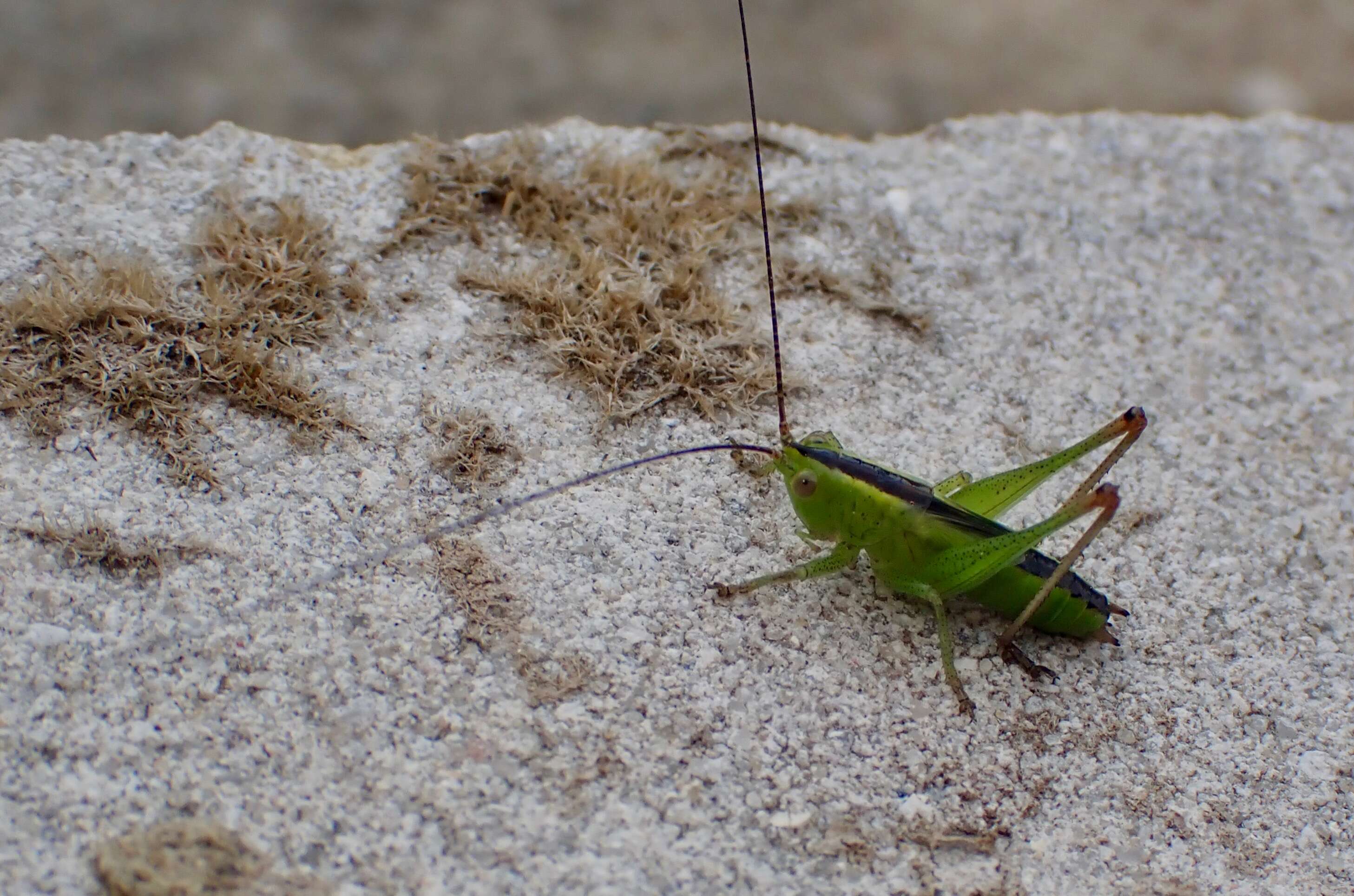 Imagem de Conocephalus (Anisoptera) fuscus subsp. fuscus (Fabricius 1793)