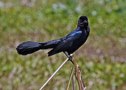 Image of Boat-tailed Grackle