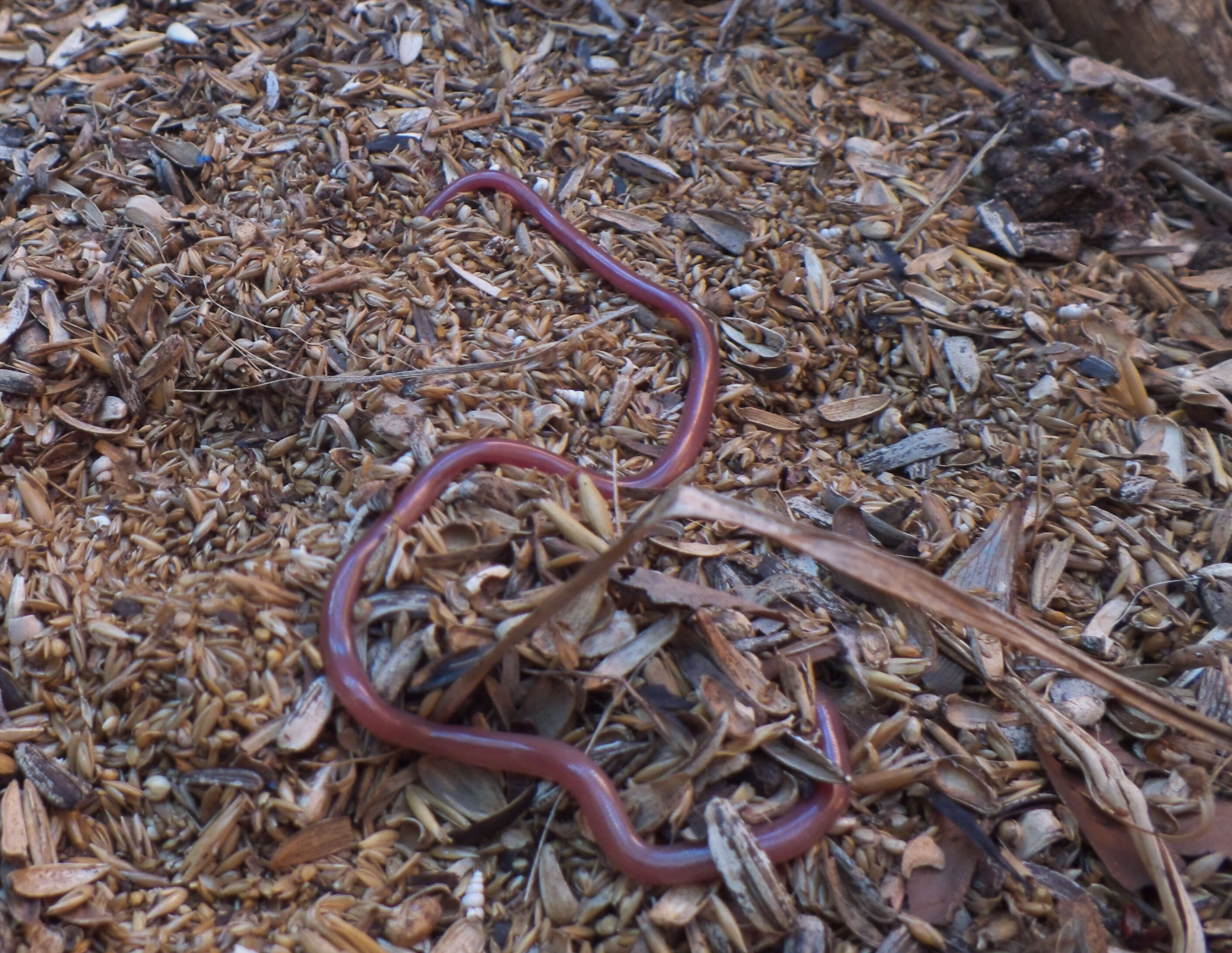 Image of long-beaked Blind Snake