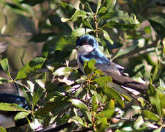Image of Tachycineta Swallows