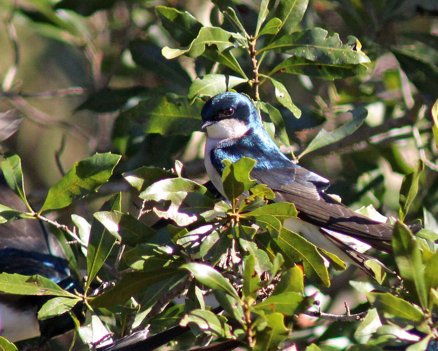 Image of Tachycineta Swallows