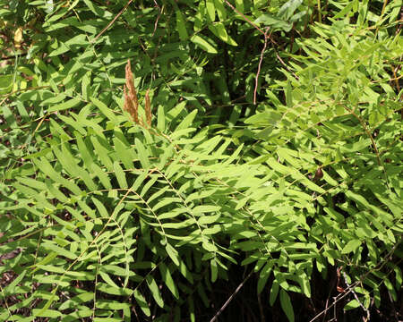 Image de Osmunda spectabilis Willd.