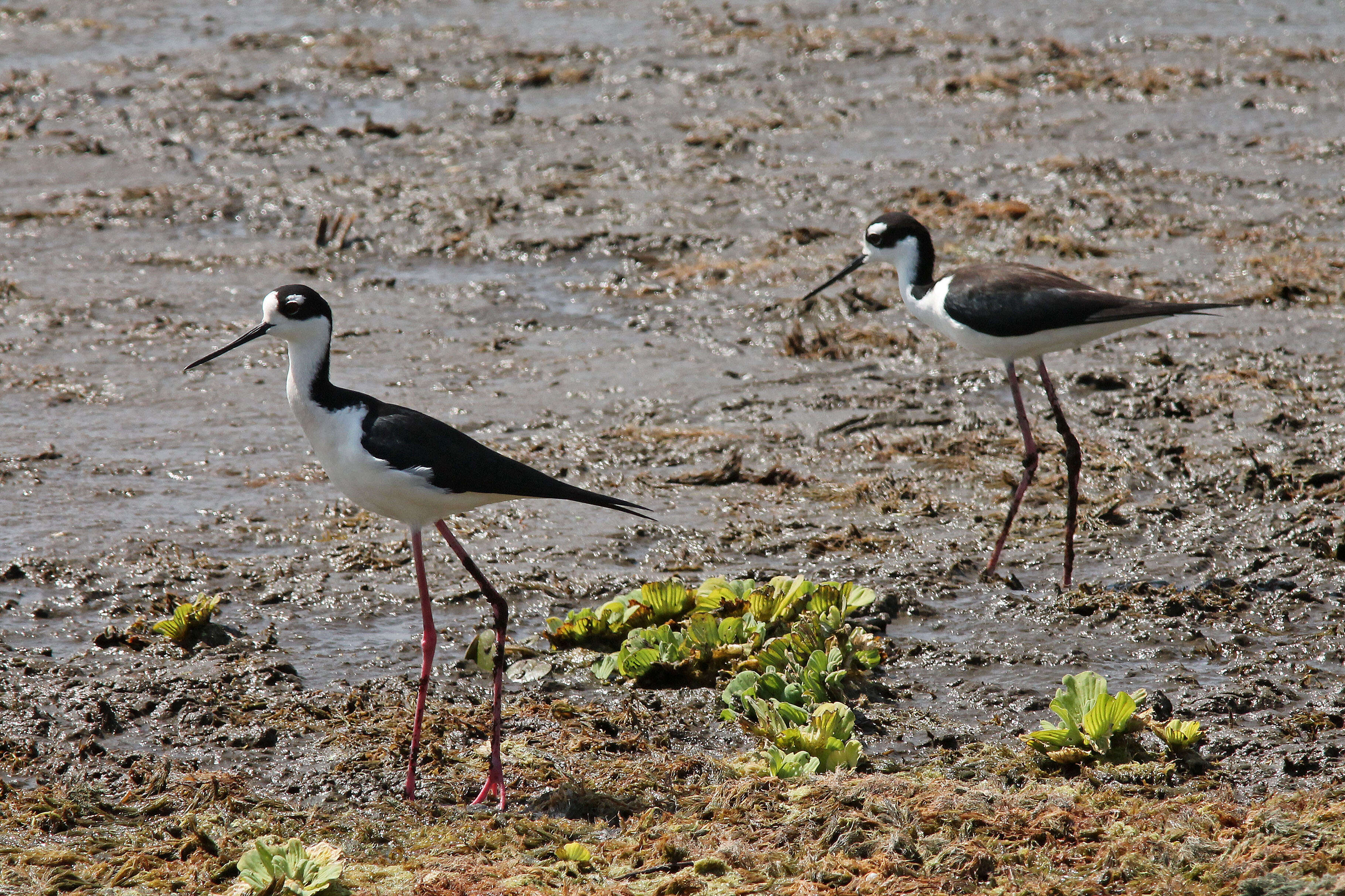 Image of Black-necked Stilt