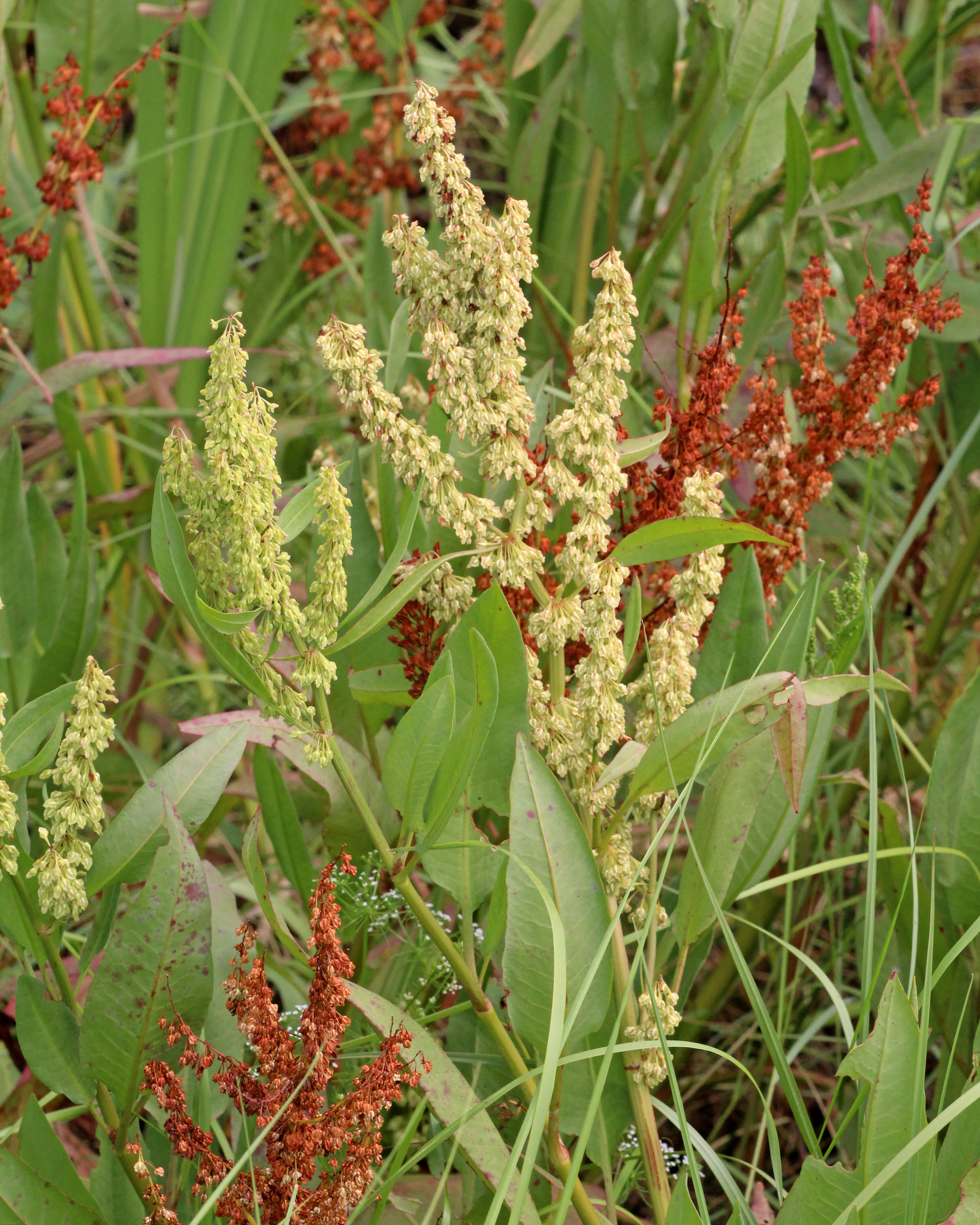 Rumex verticillatus L. resmi