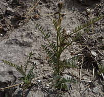 Image of Coursetia gracilis Lavin