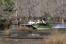 Image of Bald Cypress
