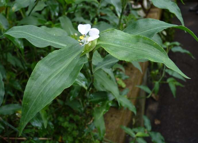 Image of Blousel Blommetjie