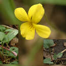 Imagem de Viola utahensis M. S. Baker & J. Clausen