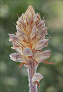 Image of clover broomrape