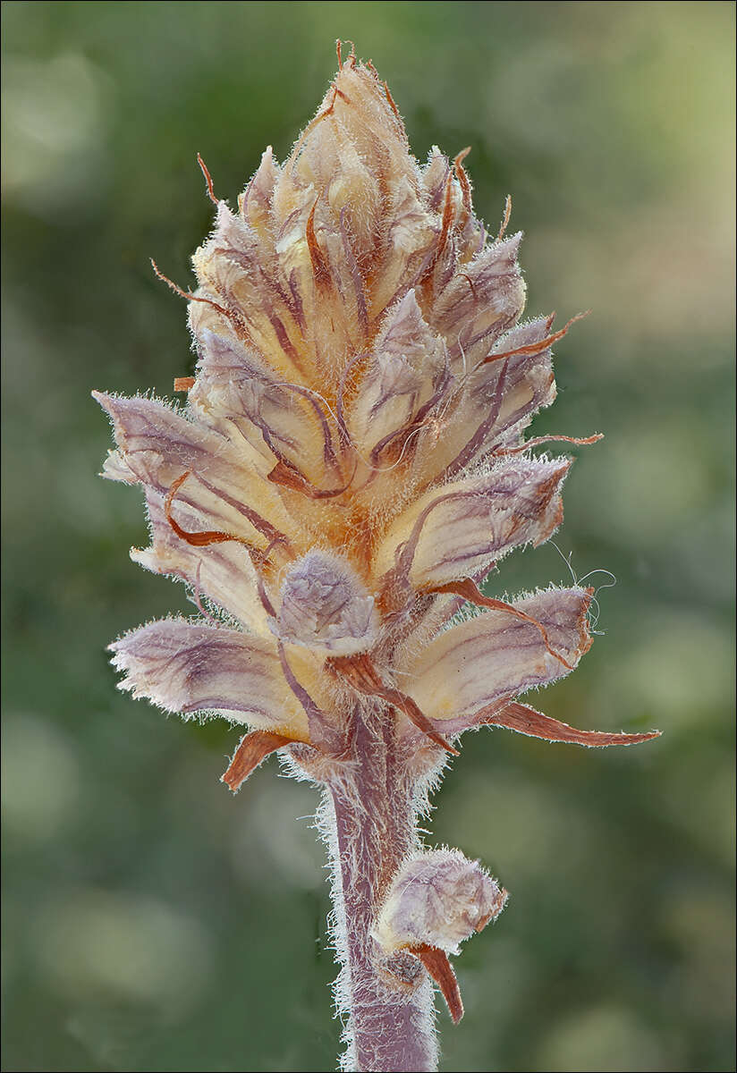 Image of clover broomrape