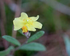 Image of pine barren frostweed