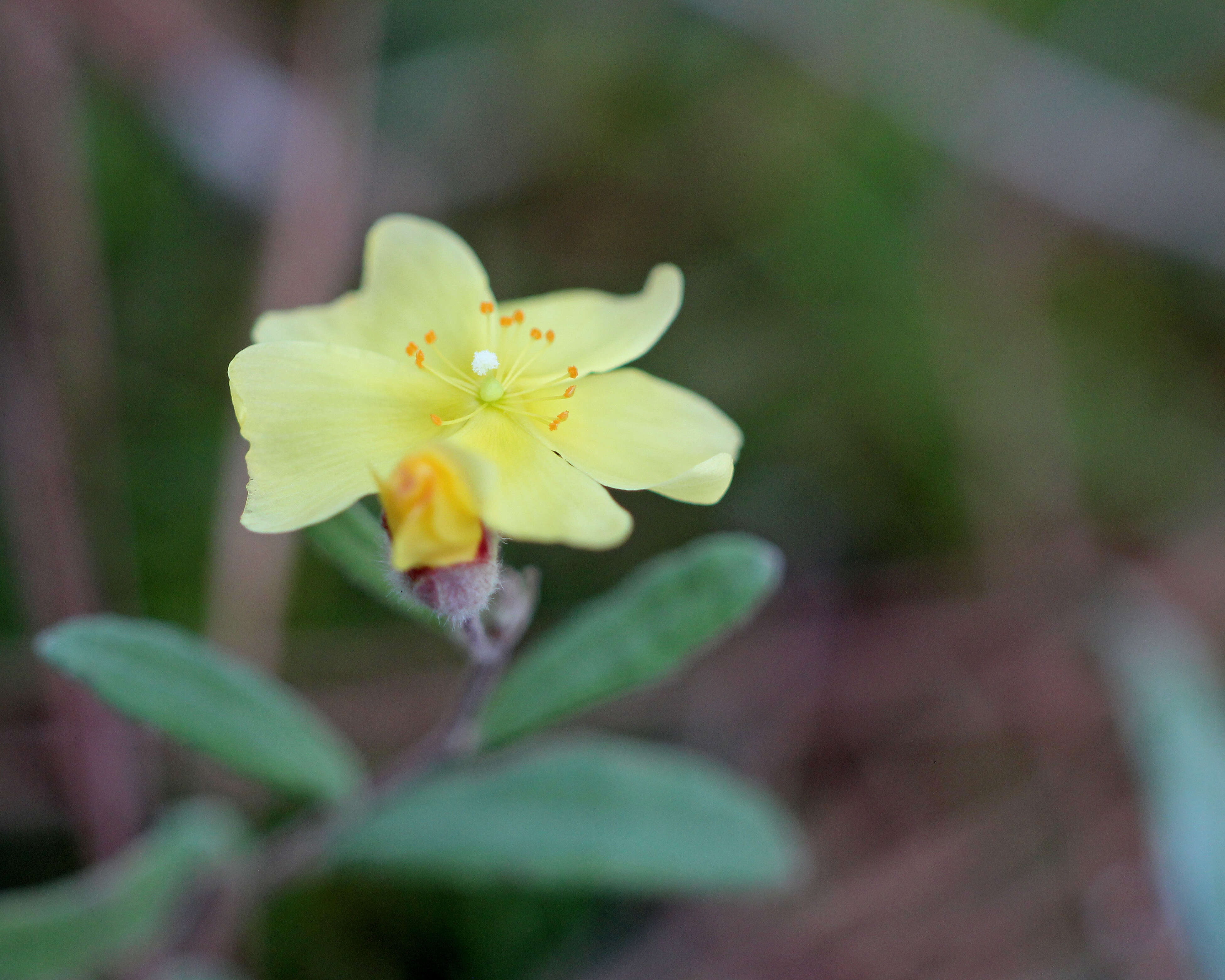 Imagem de Crocanthemum corymbosum (Michx.) Britt.