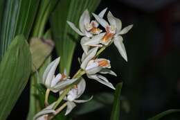 Imagem de Coelogyne asperata Lindl.