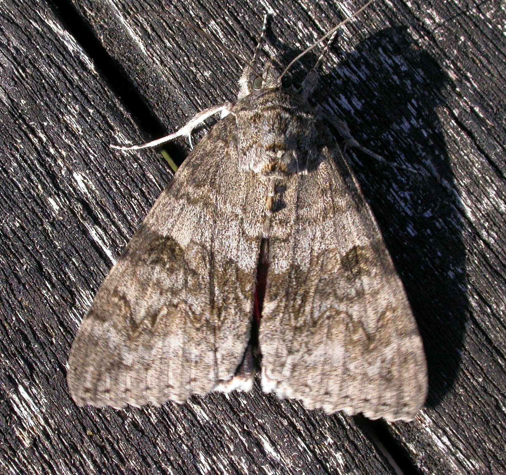 Plancia ëd Catocala nupta Linnaeus 1767