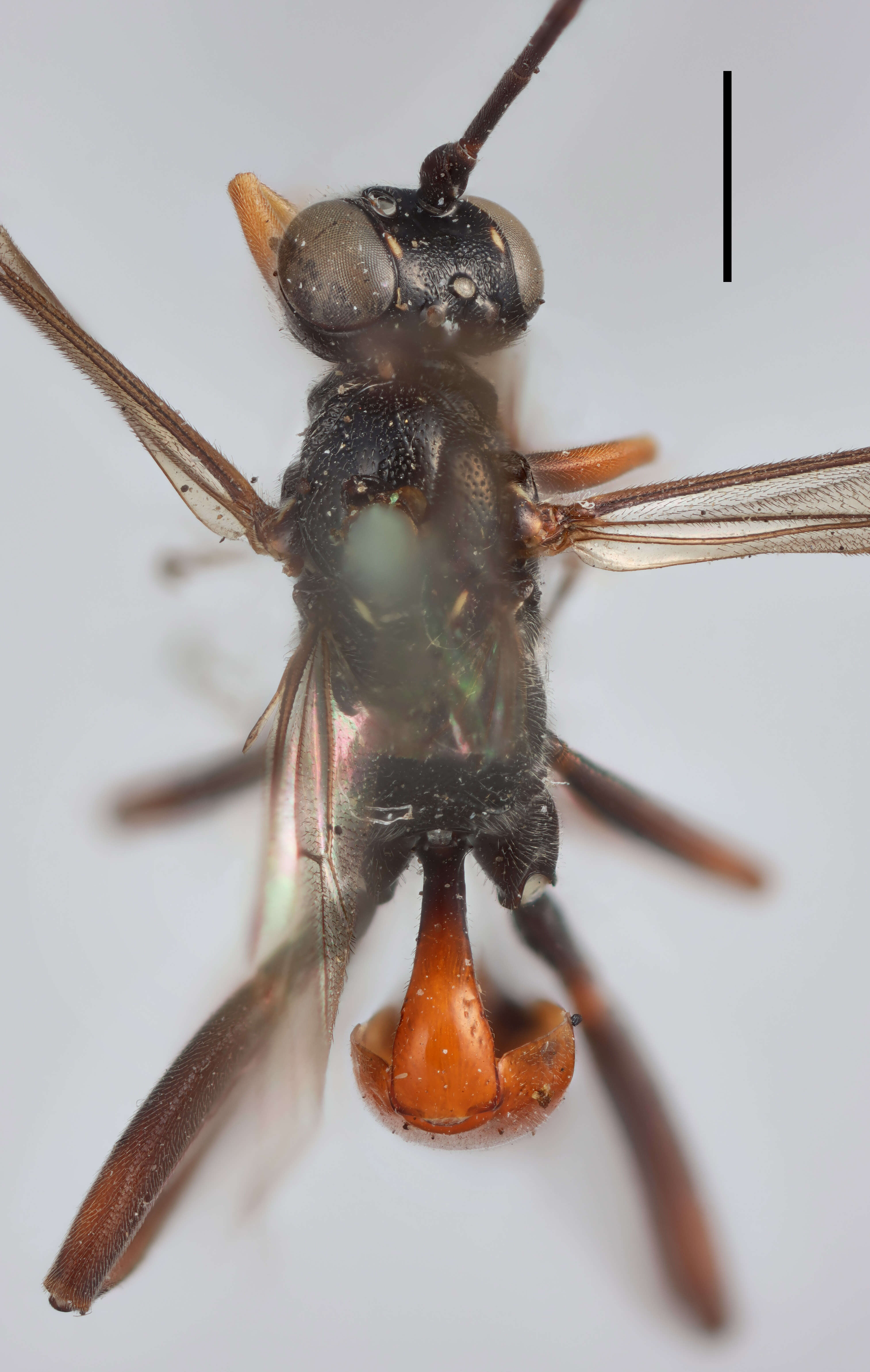 Image of Mesostenus dentifer Thomson 1896