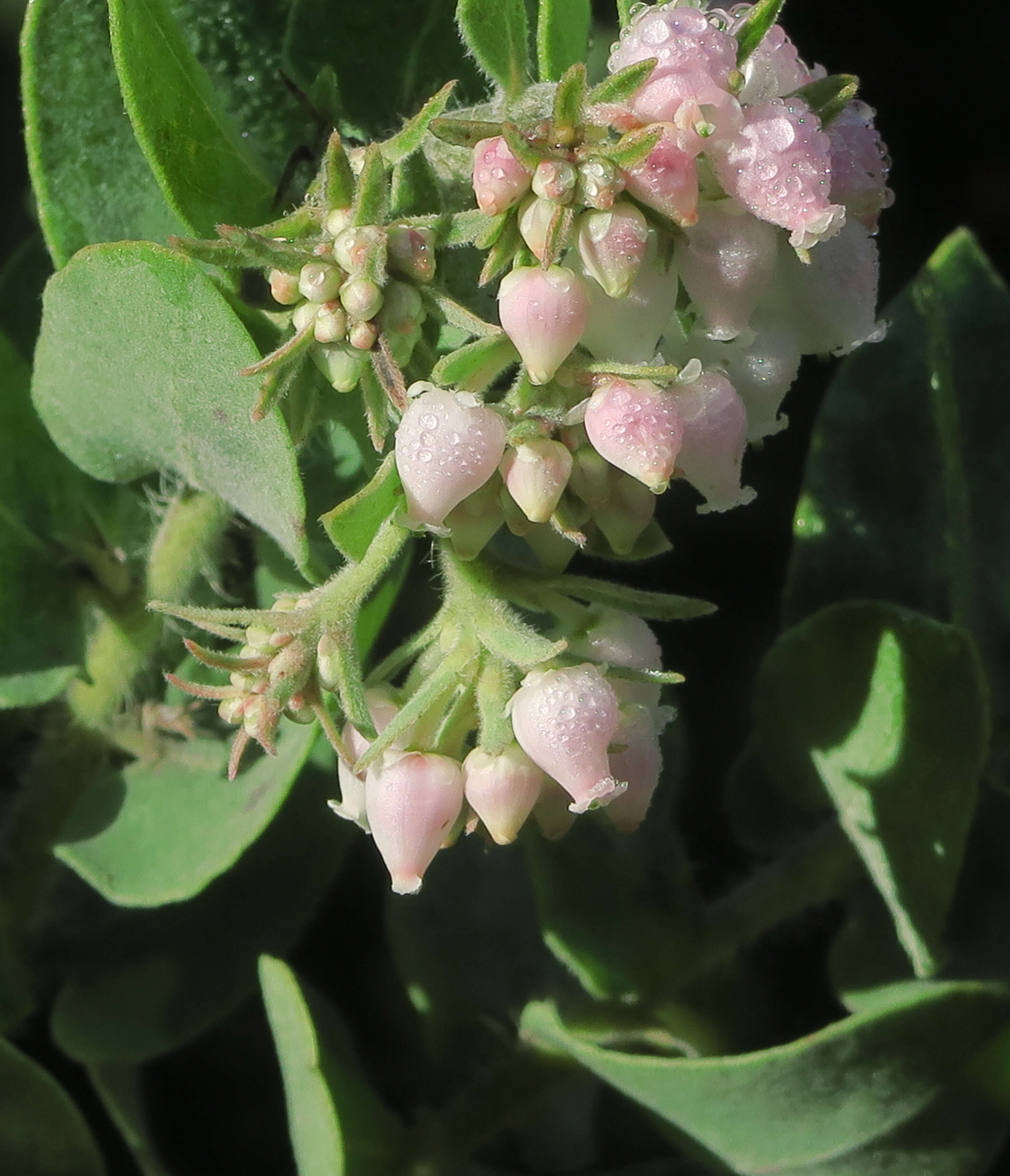 Слика од Arctostaphylos auriculata Eastw.