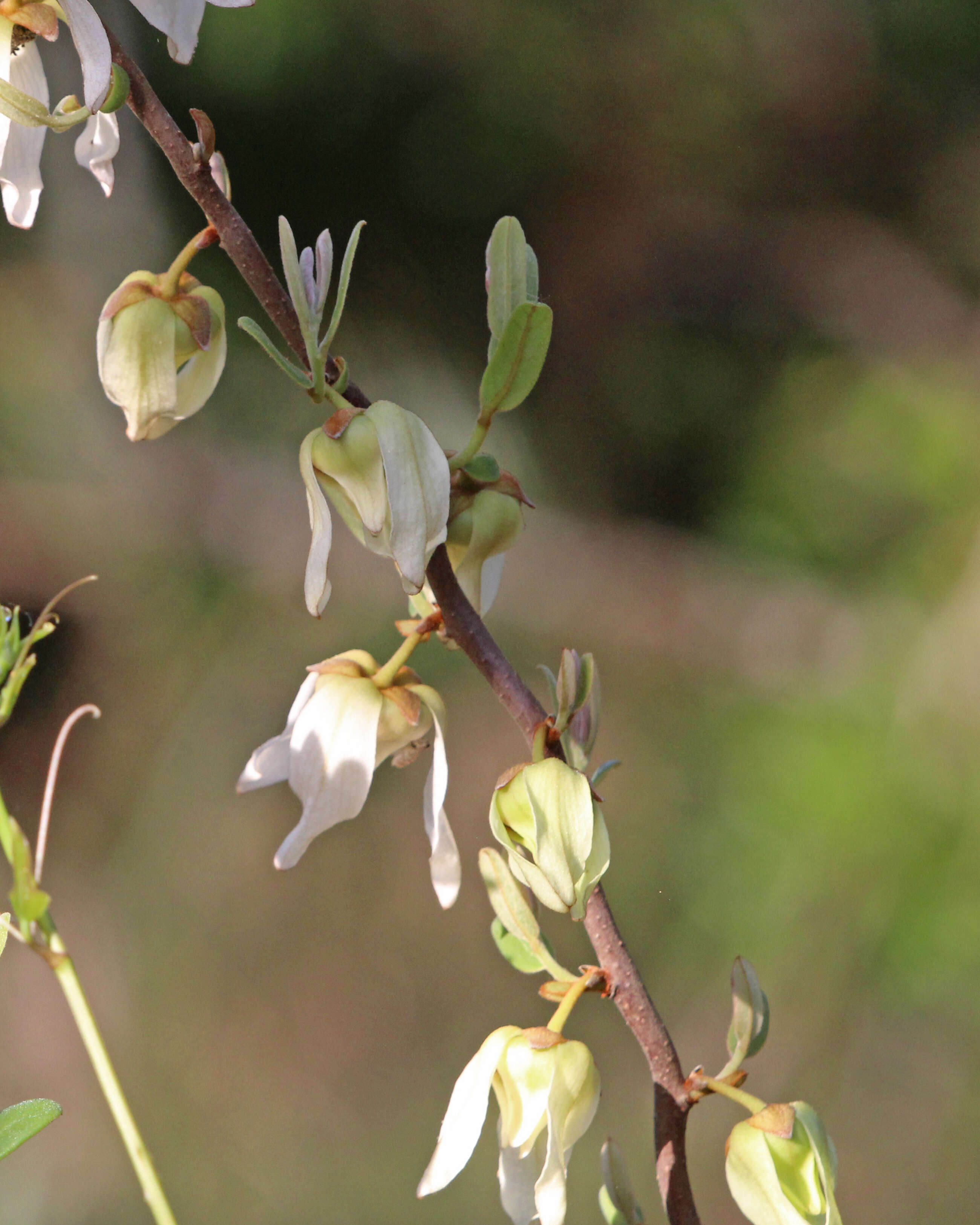 Plancia ëd Asimina reticulata Shuttlew. ex Chapm.