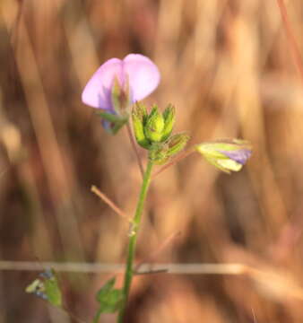 صورة Desmodiastrum racemosum (Benth.) A. Pramanik & Thoth.