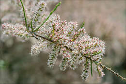 Image of Tamarix dalmatica Baum