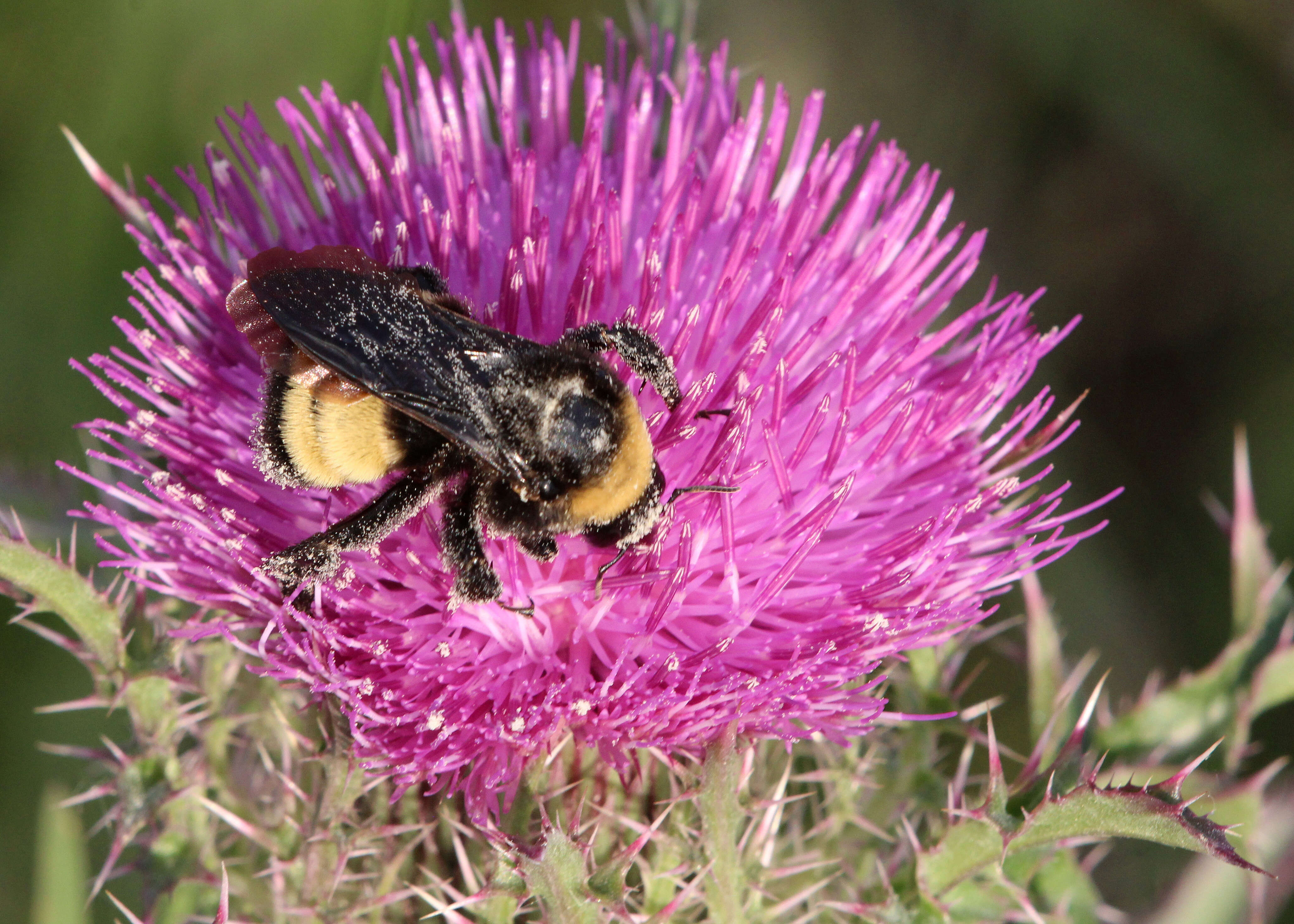 Image of American Bumblebee