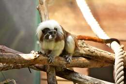 Image of cotton-top tamarin