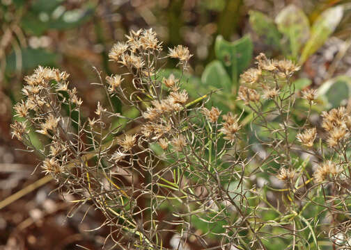 Image of Slender Goldentop