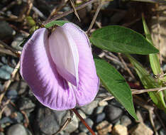 Image of soft butterfly pea