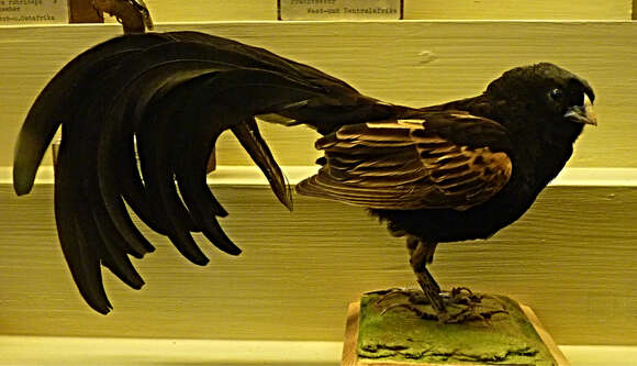 Image of Jackson's Whydah