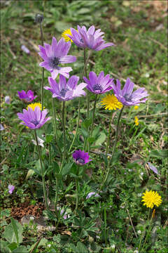 Image of broad-leaved anemone