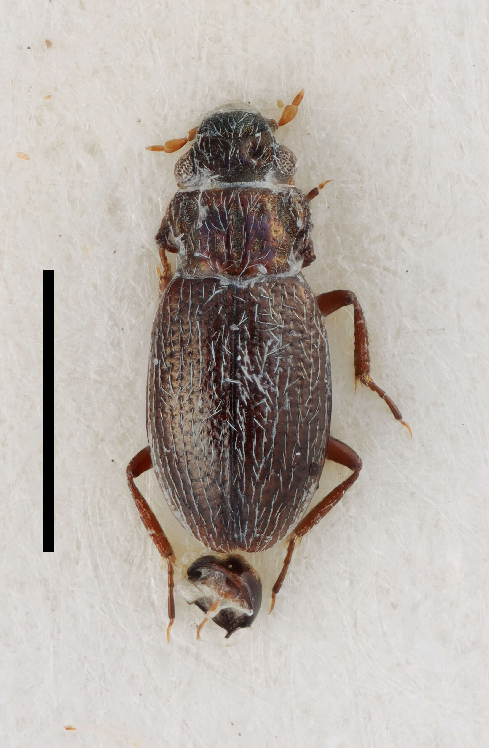 Image of Ochthebius (Ochthebius) nilssoni Hebauer 1986