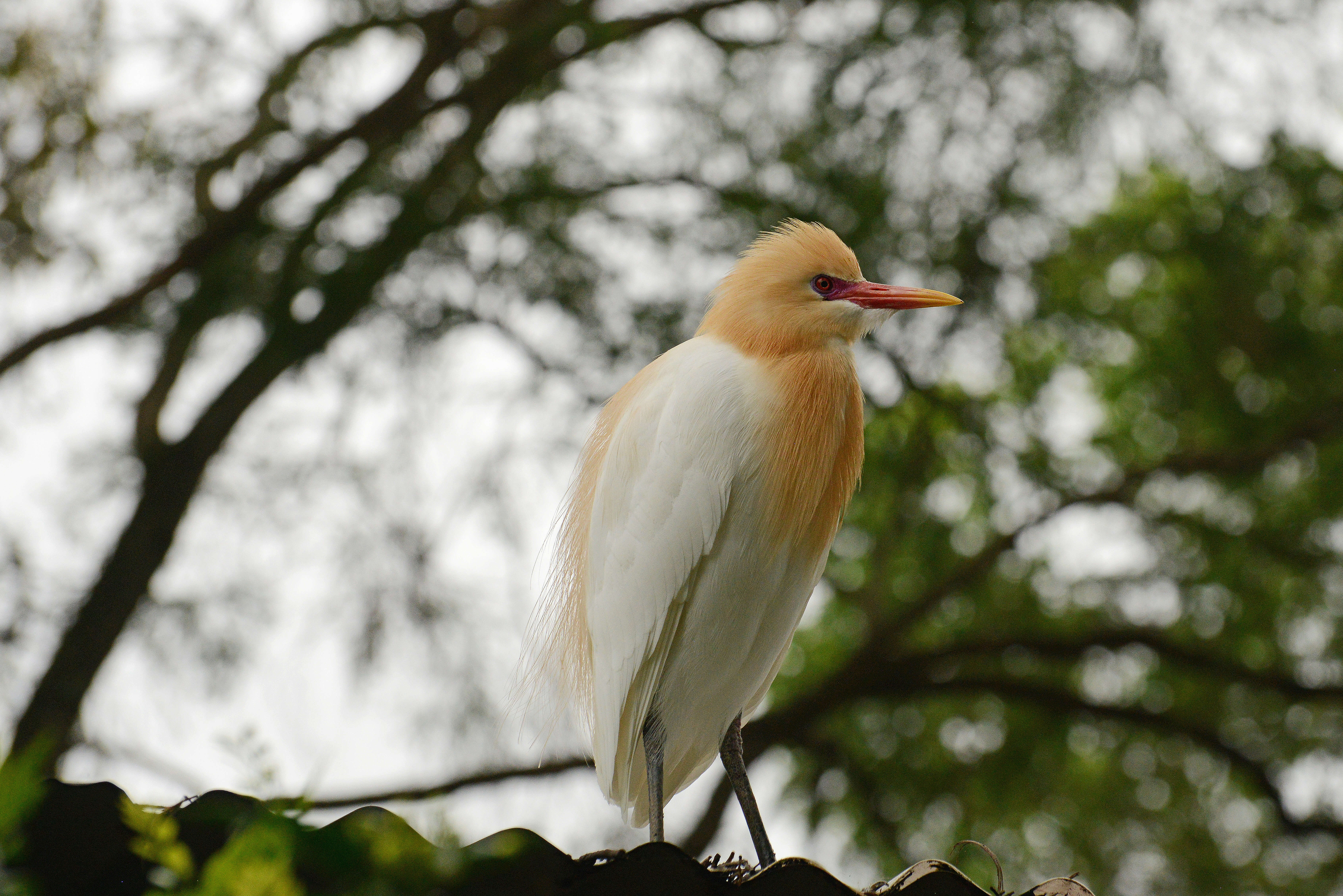 Bubulcus coromandus (Boddaert 1783) resmi